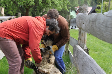 Vykládání ovcí 6. 5. 2014