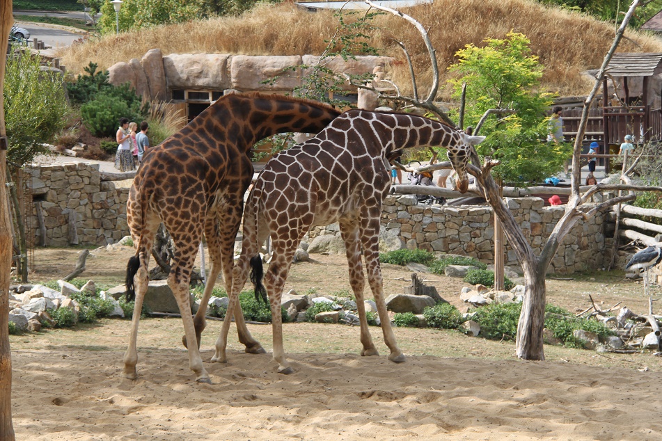 zoo13.JPG