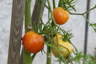 Zrající rajčata na zahradě domova
