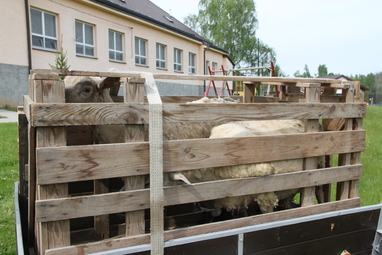 Přeprava ovcí 6. 5. 2014