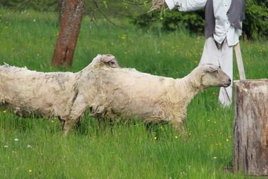 Příjezd ovcí 6.5.2014