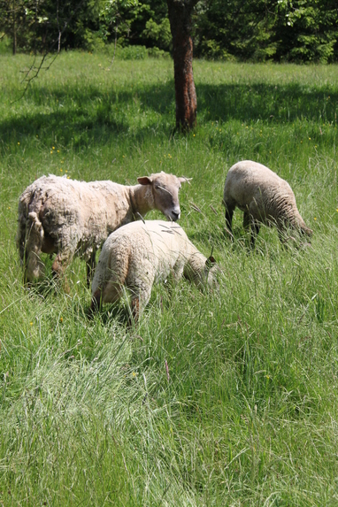 Ovce v zahradě 21. 5. 2014
