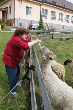 Krmení ovcí 2.7.2014