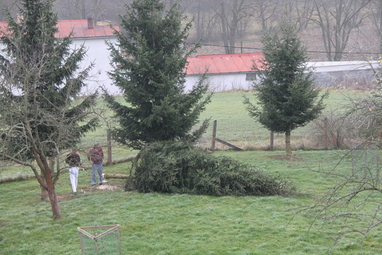 Kácení vánočního stromu, prosinec 2014